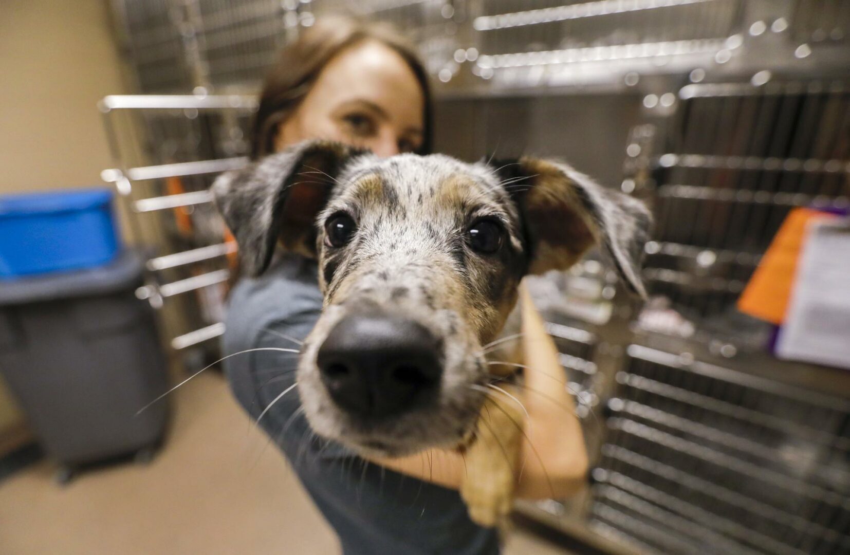 Cada día mueren 450 perros abandonados en los albergues de Estados Unidos