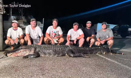 Enorme caimán de 12 pies capturado en Mobile Bay, el más grande de la temporada hasta ahora