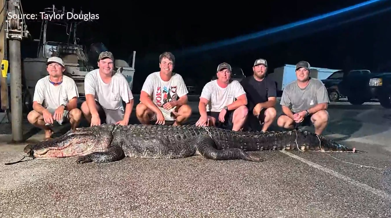 Enorme caimán de 12 pies capturado en Mobile Bay, el más grande de la temporada hasta ahora