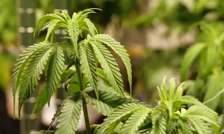 La Comisión de Cannabis Medicinal de Alabama, finalmente entrega licencias y detalla fallas anteriores