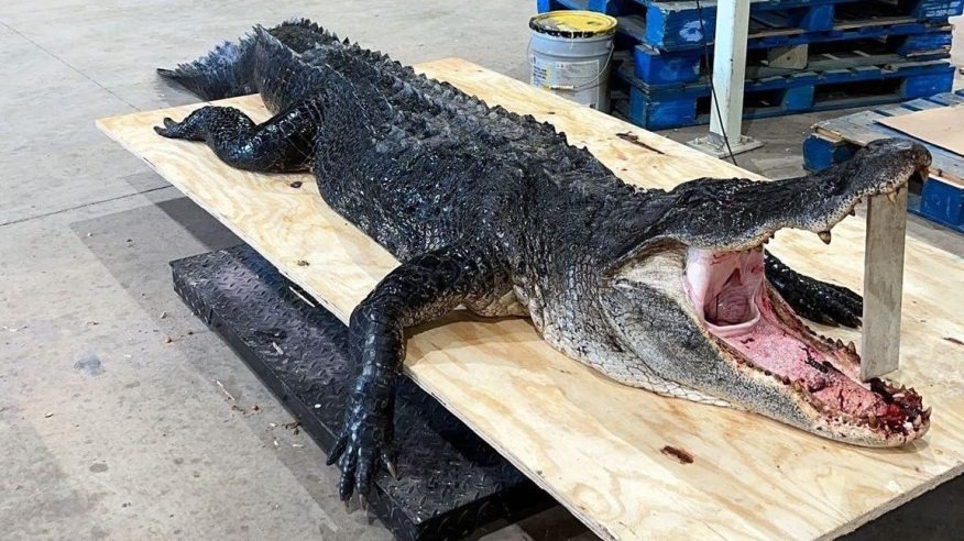 Hombres de Alabama atrapan un caimán de 500 libras durante una pelea nocturna