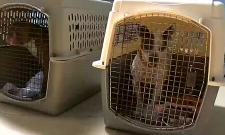 Evento de adopción de mascotas este fin de semana en Tuscaloosa Metro Animal Shelter