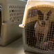 Evento de adopción de mascotas este fin de semana en Tuscaloosa Metro Animal Shelter