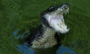 Investigan el ataque mortal de un caimán de 4 metros a una persona en Florida