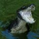 Investigan el ataque mortal de un caimán de 4 metros a una persona en Florida