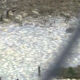 “Apesta”: propietarios malhumorados molestos porque el estanque del vecindario se llenó de peces muertos