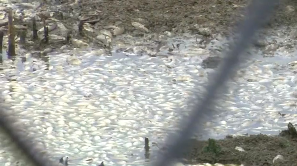 “Apesta”: propietarios malhumorados molestos porque el estanque del vecindario se llenó de peces muertos