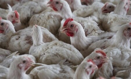 Más de 344.000 aves fueron sacrificadas tras detectarse gripe aviar en dos granjas de Alabama