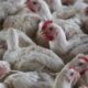 Más de 344.000 aves fueron sacrificadas tras detectarse gripe aviar en dos granjas de Alabama
