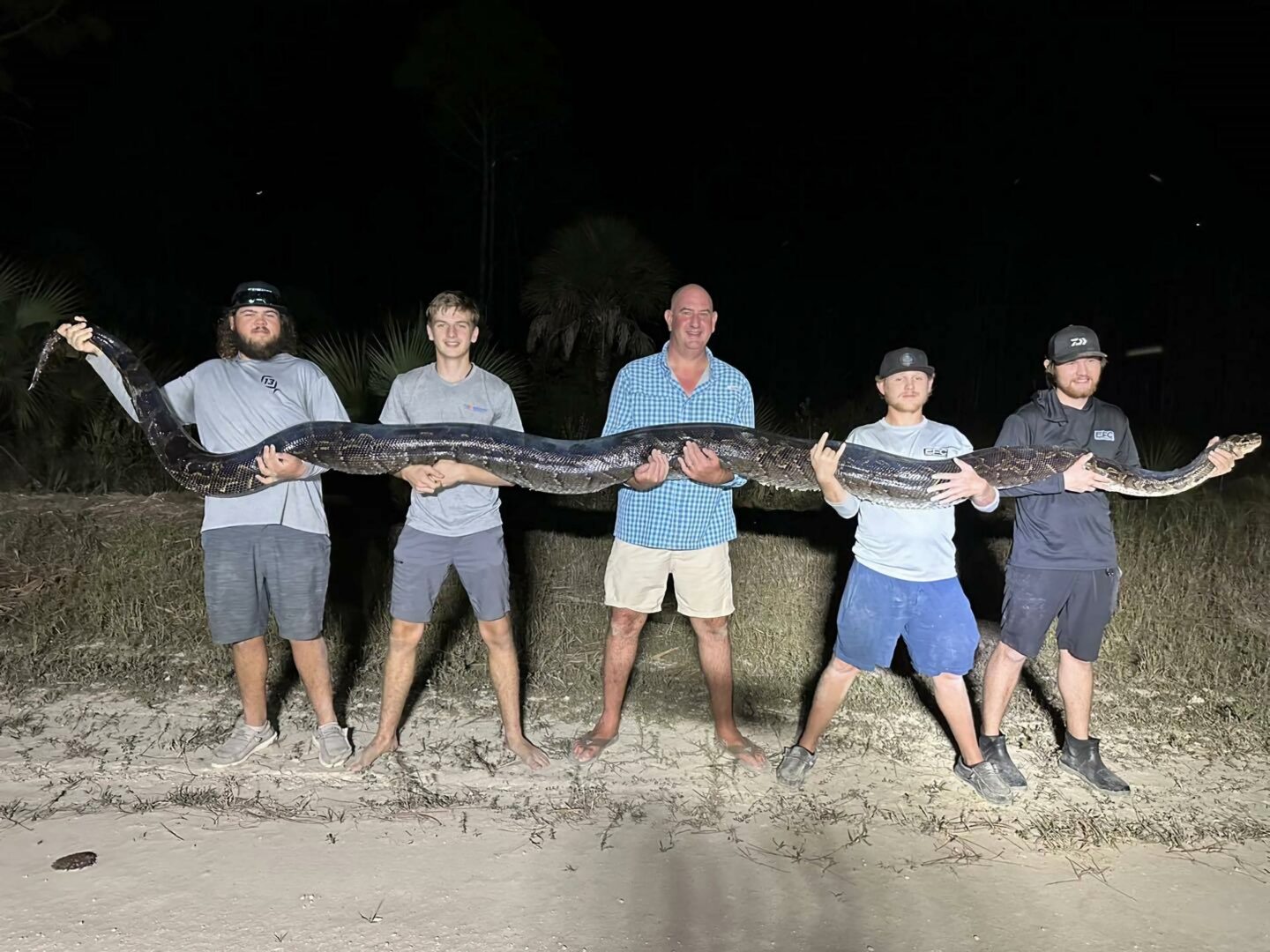 Cazan la segunda pitón birmana más grande hallada en Florida, de más de cinco metros