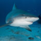 Más tiburones llegarán a Mobile Bay