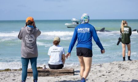 Muere un cachalote tras quedar varado en una playa de Florida