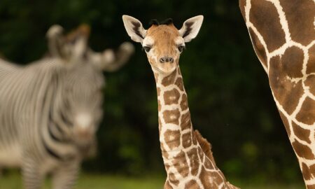 Muere una joven jirafa en el Zoológico de Miami por una fractura de cuello