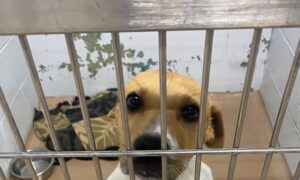 Tuscaloosa Metro Animal Shelter busca aliviar el hacinamiento