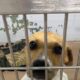 Tuscaloosa Metro Animal Shelter busca aliviar el hacinamiento
